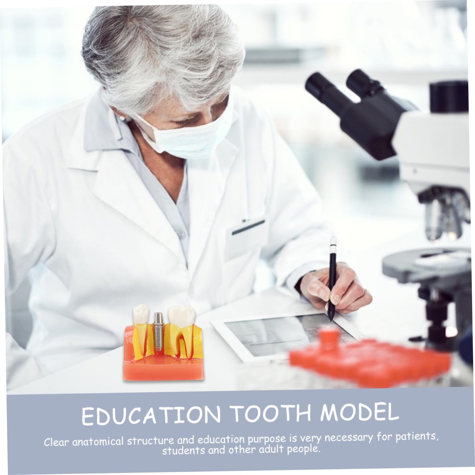 Cabilock 4-faches Zahnmodell für Lehre und Mundpflege mit Oral Demonstrationsfunktion für Unterricht und Patientenkommunikation