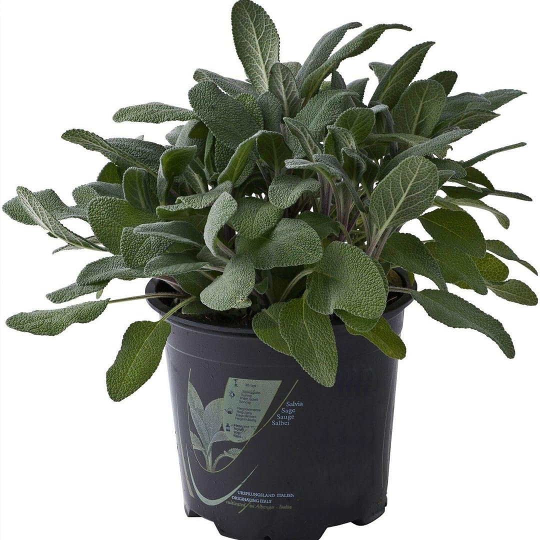 Salbei im Topf  14 cm aromatische Pflanzen Kruter Aromatische Pflanze :  Amazon.de: Garten