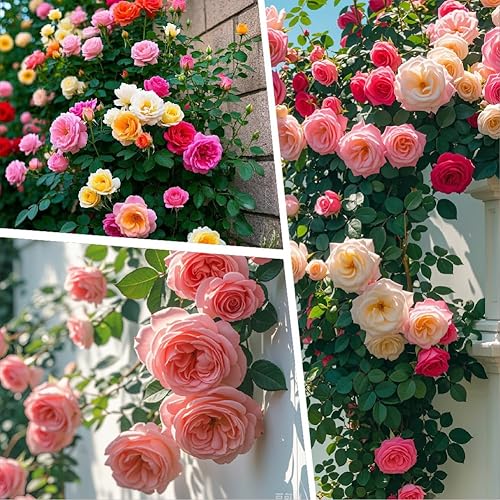 Miniatura 2 de Más de 250 semillas de rosas trepadoras mixtas, arbustos de rosas, semillas de rosas trepadoras para plantar al aire libre, alta tasa de germinación