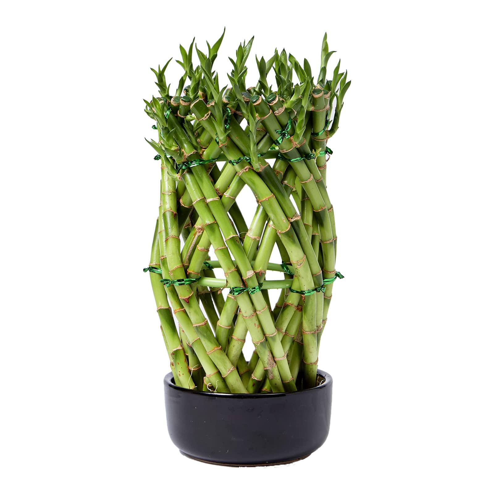 FnP Good Luck Wishes With Designer Lucky Bamboo