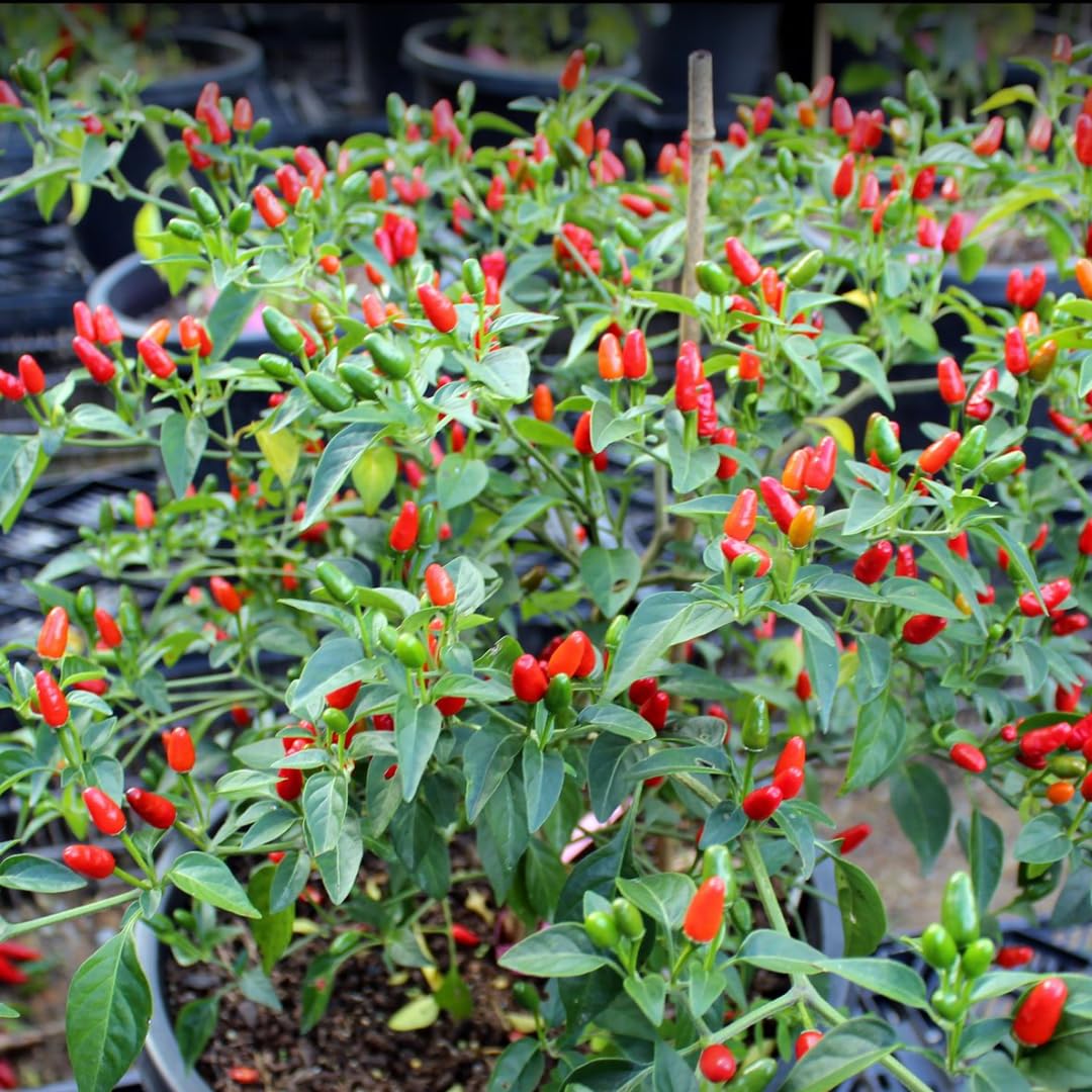 encyclopedia of plants & flowers RHS Encyclopedia Of Plants and Flowers by Christopher Brickell main image 1