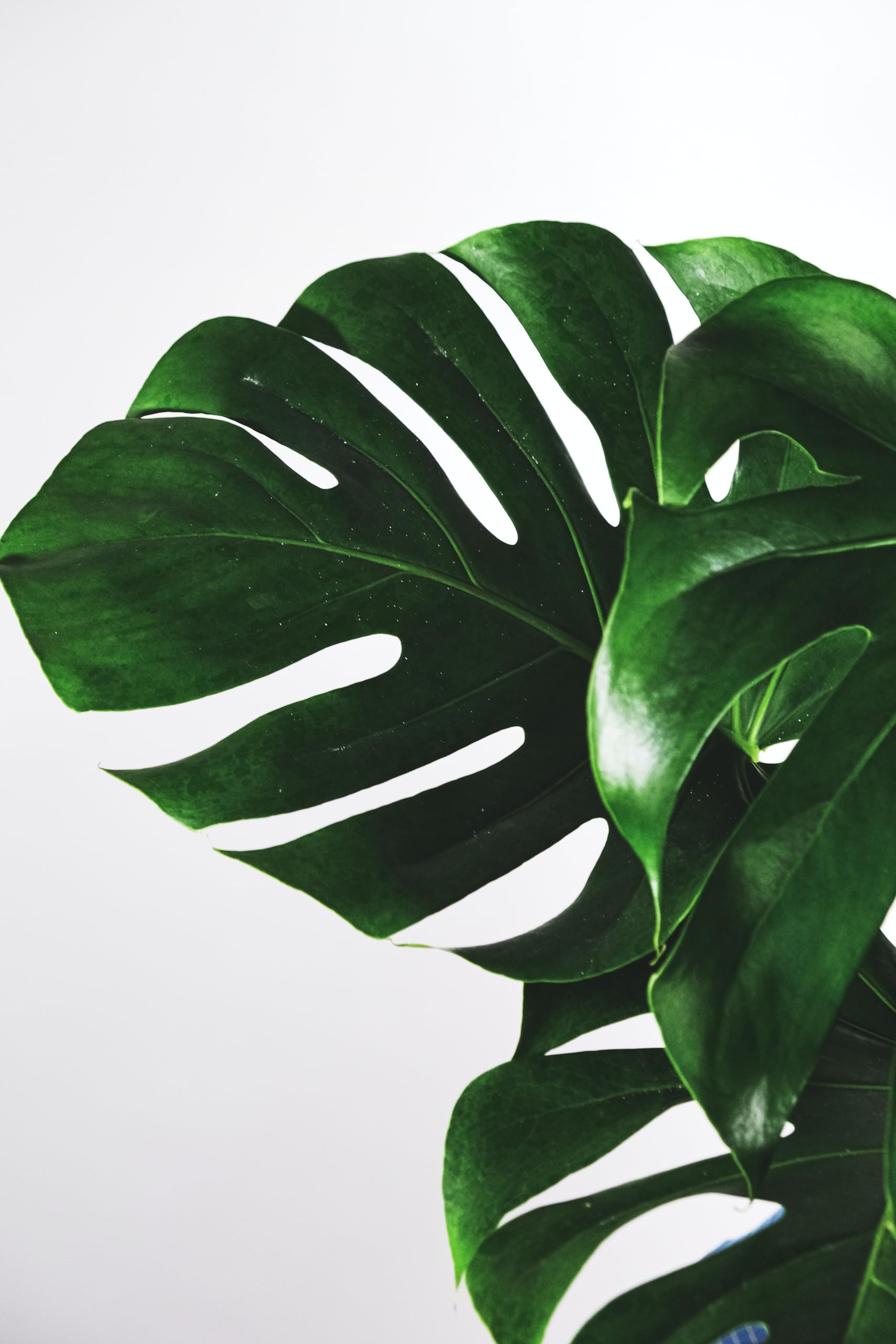 Verdecora Monstera Deliciosa Planta Natural Interior Maceta Ø15cm | Costilla de Adán, Ceriman, Decoración tropical, Purificadora del aire