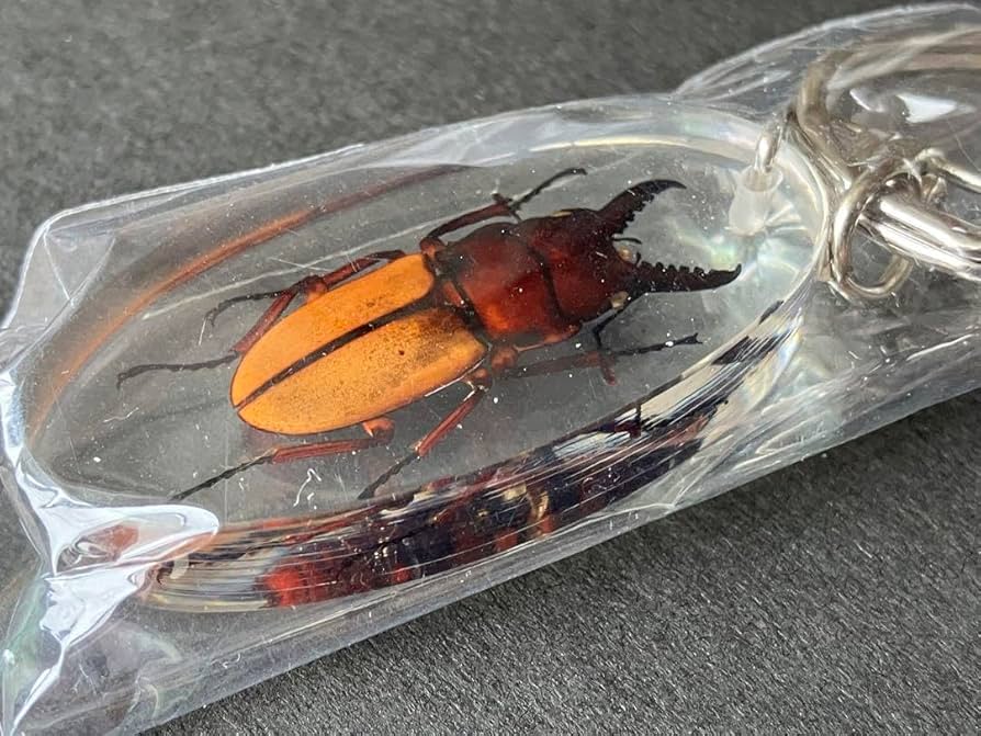 Amazon.co.jp: 昆虫標本キーホルダー クワガタの一種 ガチャ