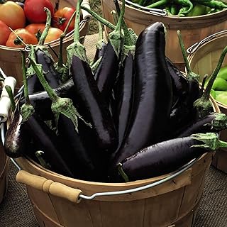 Aubergine 'Hansel' F1 Hybrid Egg Plant Tender Annual Vegetables Summer Autumn Harvest Garden Plants Grow Your Own 1 x Seed Packet (5 Seeds) Aubergine 'Hansel' F1 Hybrid by Thompson and Morgan