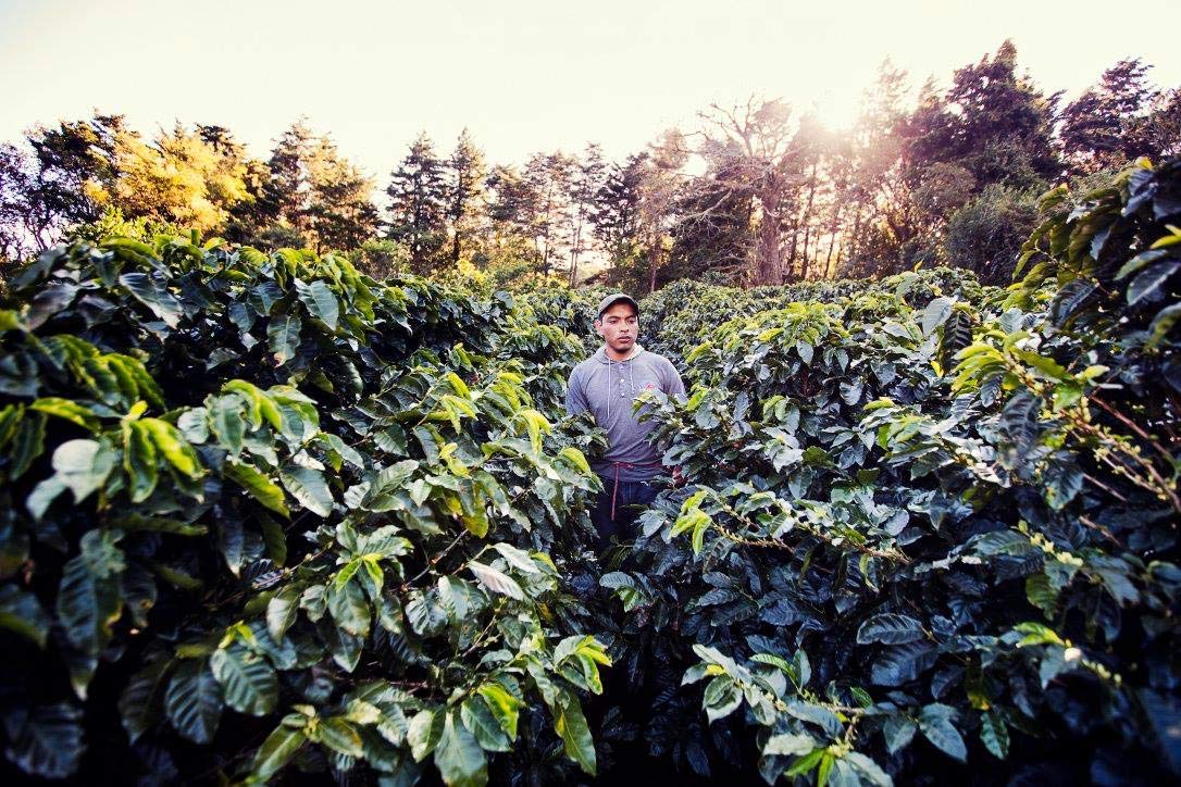 Cafe Monteverde - Medium Roast Coffee Bundle - Costa Rican Single Origin 100% Arabica Coffee - Whole Bean (3-pack).