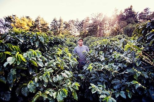 Miniatura 6 de Cafe Monteverde - Paquete de café de proceso de miel - Café costarricense de origen único 100% arábica - Grano entero (paquete de 3)