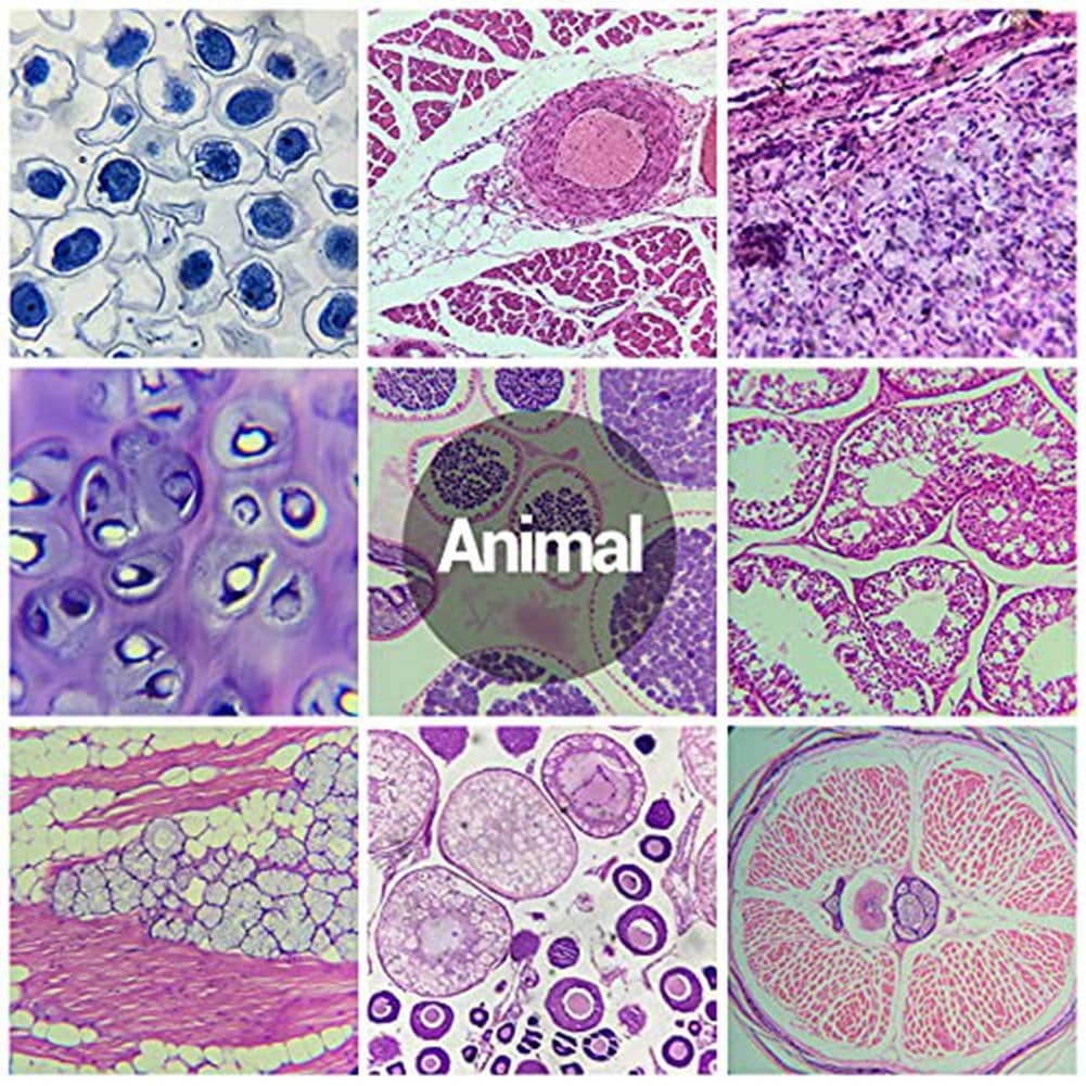 Vetrini per Microscopio Pediatrici con Campioni di Bambini, Vetrini per Microscopio per Microbiologia Adulta nei Bambini, 100 Pezzi