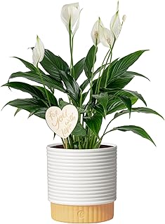 Costa Farms Peace Lily Live Indoor Plant, Spathiphyllum in Decorative Po...