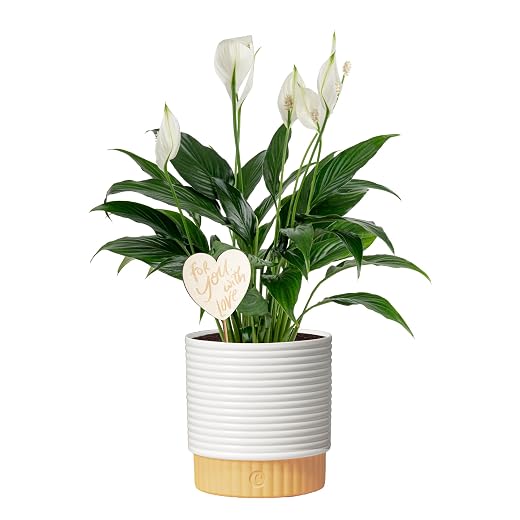 Peace Lily — Blooming Low-Light Houseplant