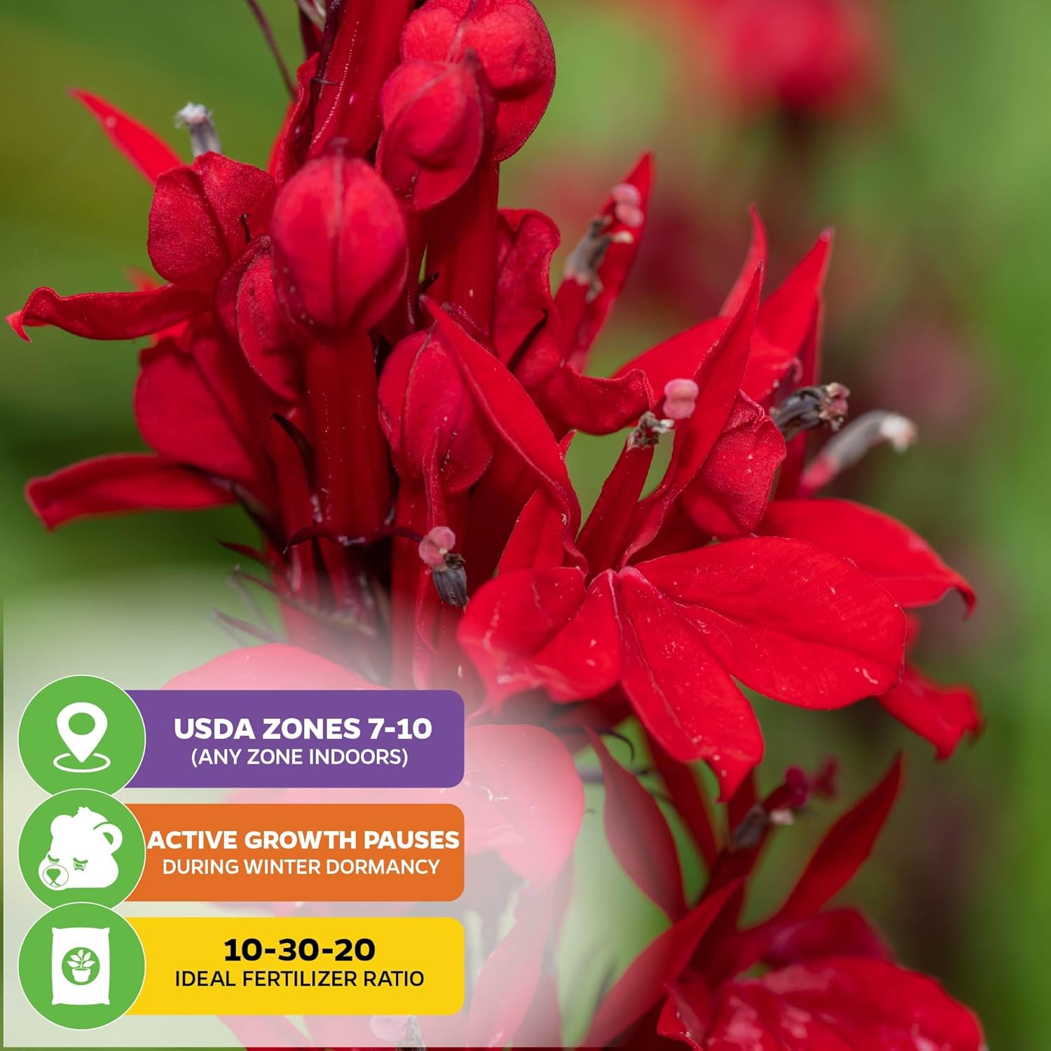 Cardinal Flower Live Plant - Lobelia cardinalis by Wellspring Gardens - Versatile Starter Plant - Hummingbird Flower - Red Lobelia - Red Cardinal - Ideal for Your Garden (2-Pack)