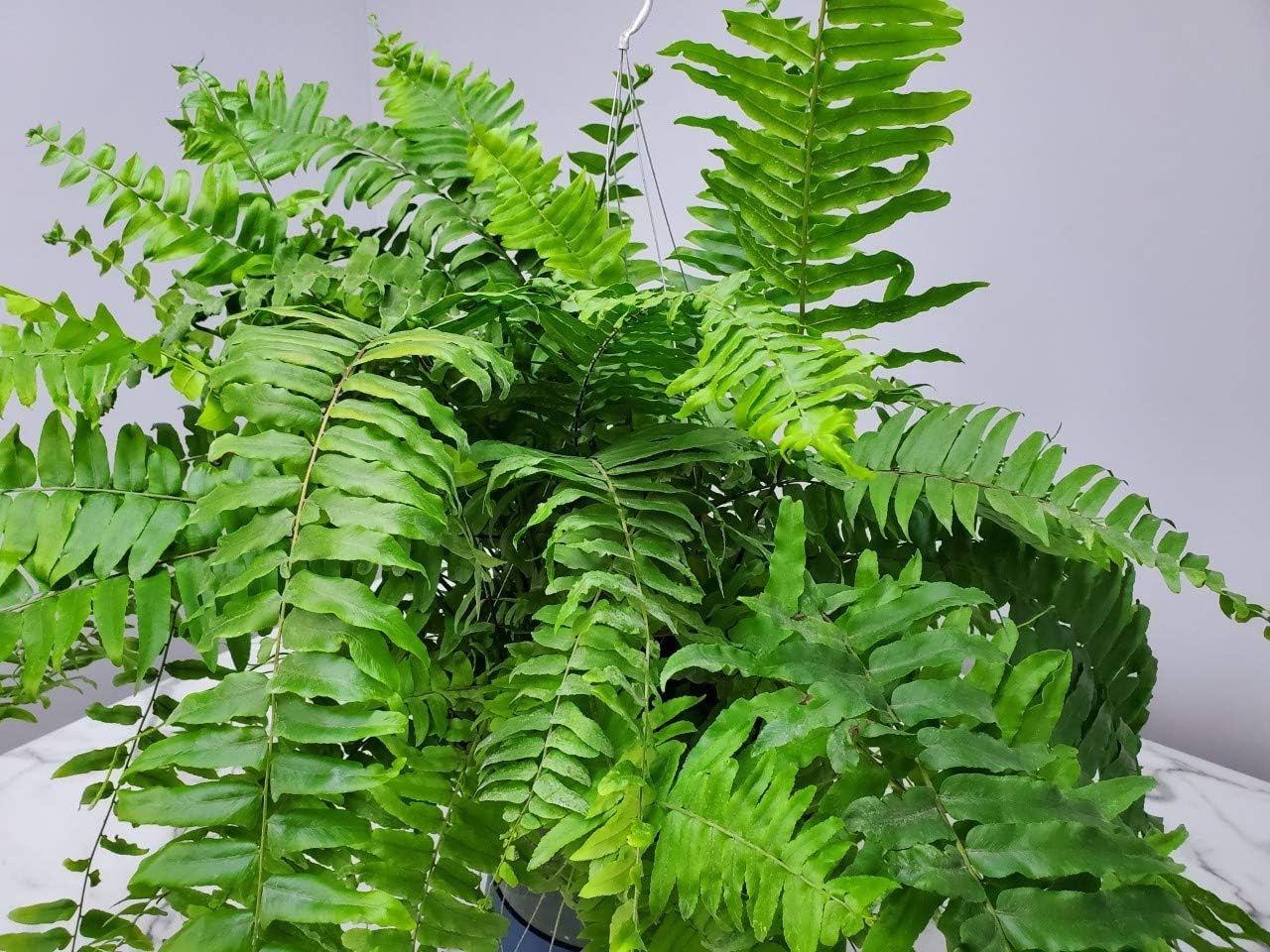 Tropical Plants of Florida Macho Fern Hanging Basket 12 Inch Live Fern Plant, 28 to 32 Inch Spread, Large Lush Outdoor Indoor Shade Plant for Porch Patio