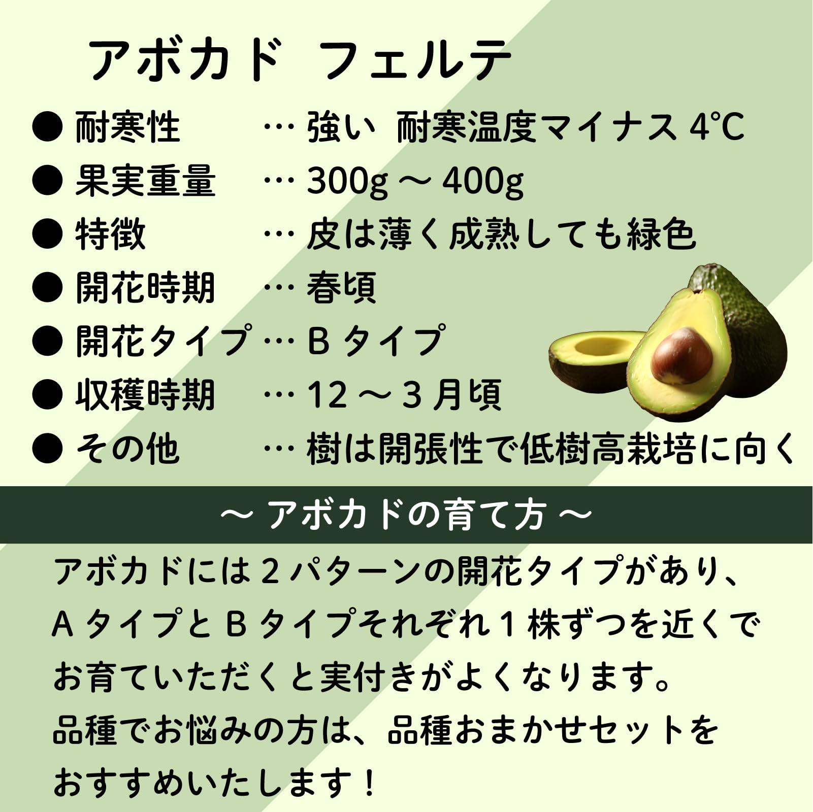 Amazon.co.jp: 【予約受付中】【2026年3月下旬～発送】アボカド