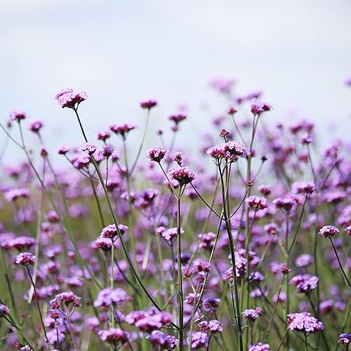 Miniatura 6 de YEGAOL Garden Verbena Bonariensis - Semillas de flores, 150 unidades, sin OMG, tolerante a la sequía, fragante, para el hogar, jardín, patio, plantas