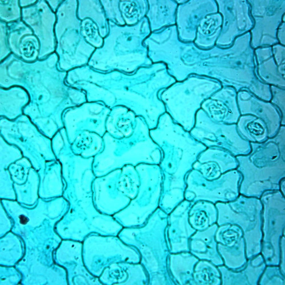 Dicot Leaf Epidermis, W.M. Microscope Slide