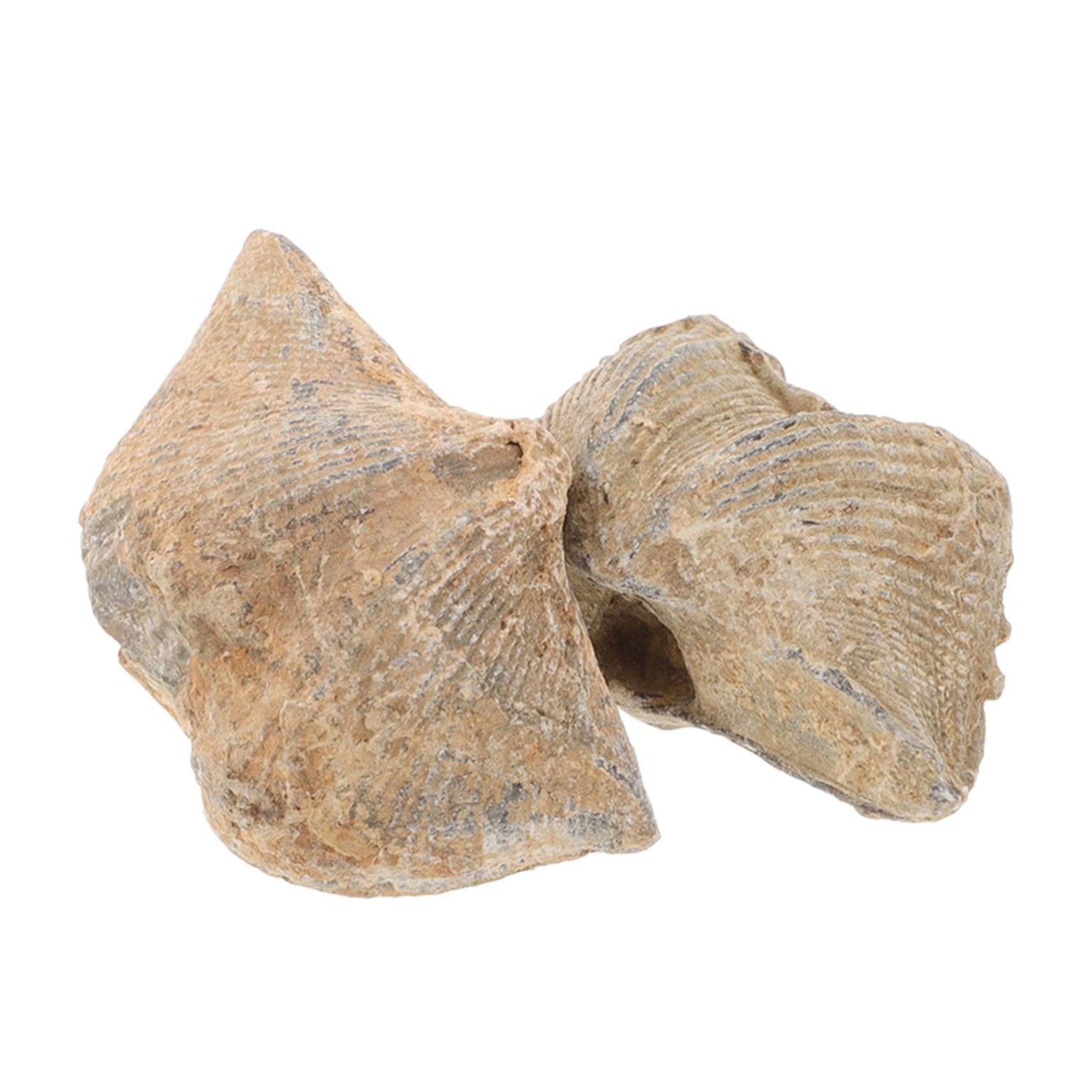 BELLIFFY 2pcs Models Toys Models Ornament Teaching Accessory Natural Shell Specimen