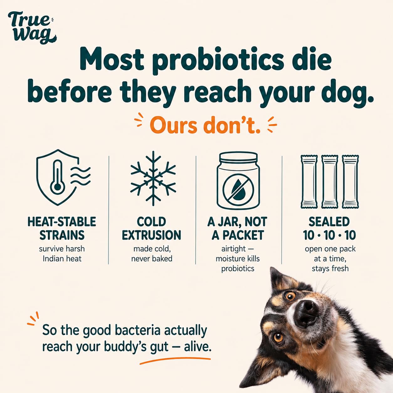 Probiotic Soft Chews for Dogs | 6 Billion CFU, 5 Strains | Turmeric & Pumpkin | Heat-Stable Gut Health & Digestion Support | Chicken Flavour | 30 Soft Chews — Amazon image 6
