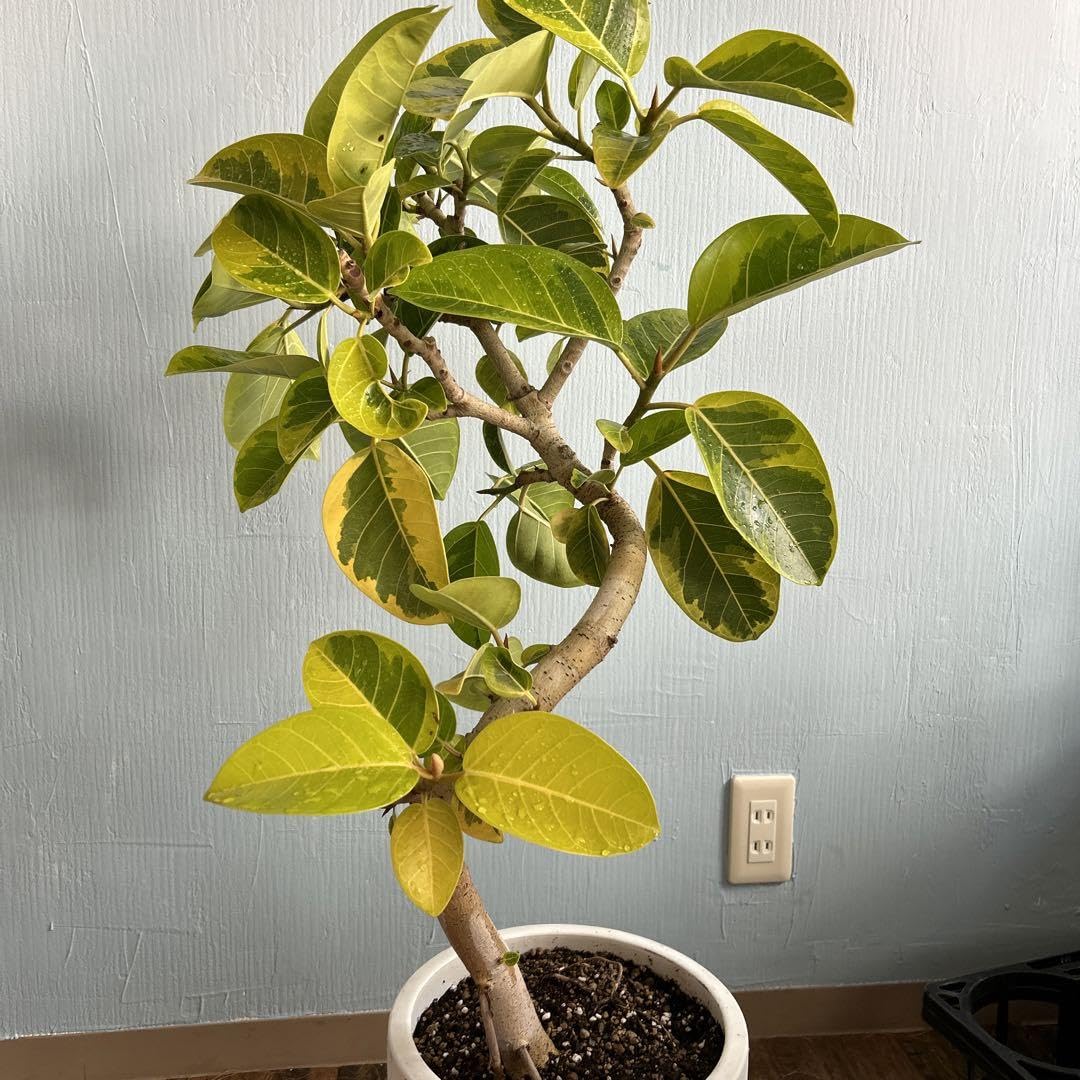 Amazon.co.jp: フィカスアルテシマ 実生極上株 螺旋状陶器鉢付き  