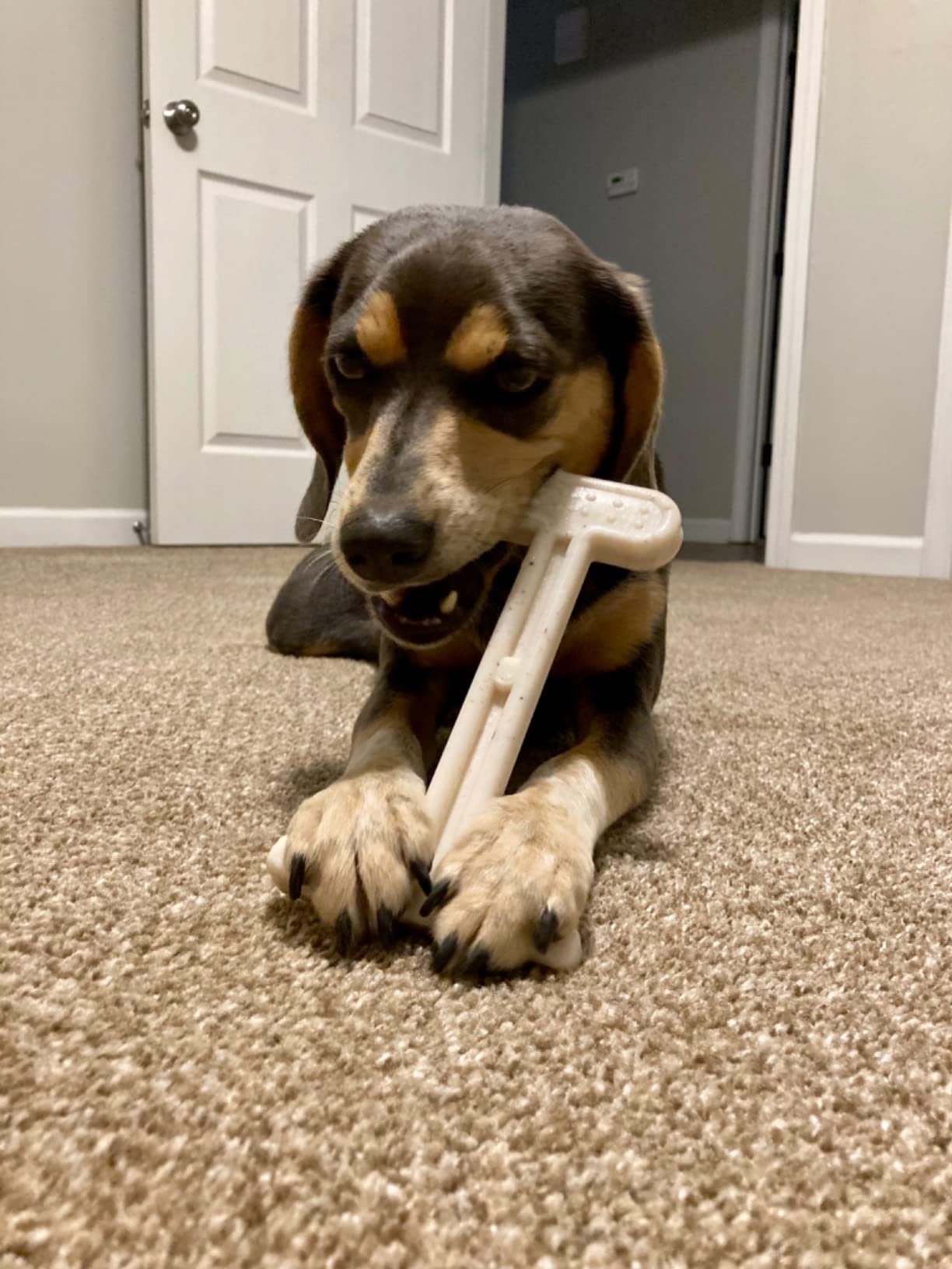 Dog using Bullibone chew toy