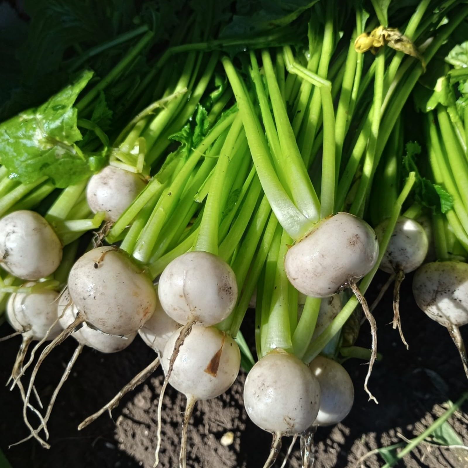 Carbeth Plants Turnip Tokyo Cross Vegetable Plant 6 Pack - Garden Ready Easy to Grow Veg Plants - Ideal for Kitchen Garden, Pots, Containers & Raised Beds (1)