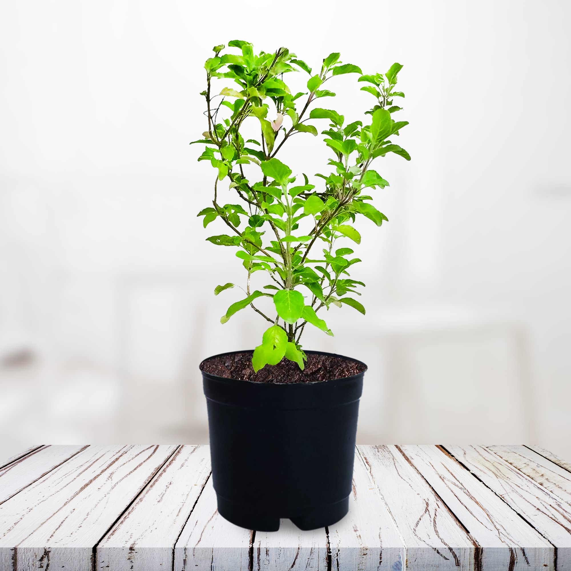 buy wisteria plant Blue Chinese Wisteria Tree