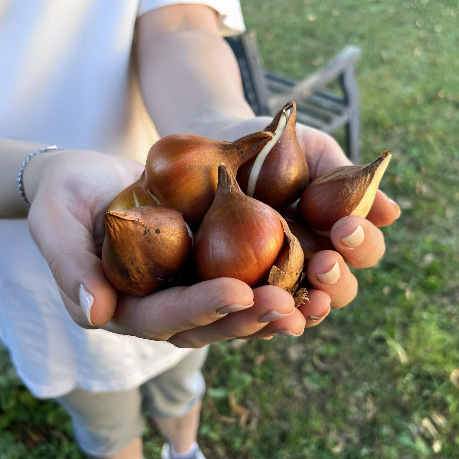 Bulbes de TULIPES | Bulbes des Meilleurs Producteurs Hollandais | Sélection Exclusive et Contrôle Qualité | Floraison Garantie (25 Bulbes de Tulipes Nuances de Rouge)