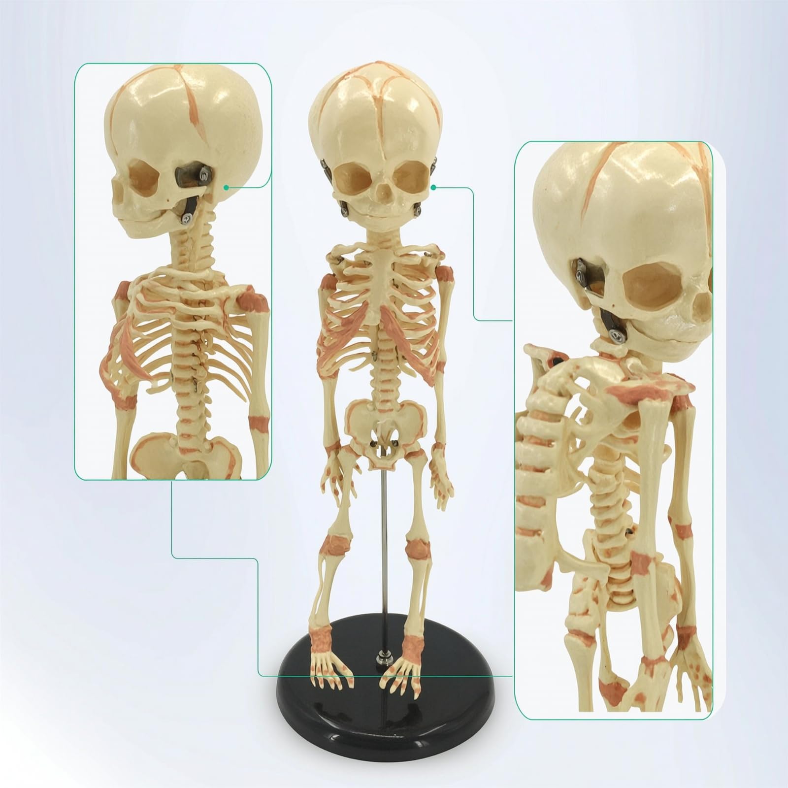 Colcolo Modelo Esqueleto Infantil Esqueleto Esqueleto Humano Maqueta Anatómica Ayuda Referencia Exacta del Armazón Corporal Infantil Adecuado para Enseñanza