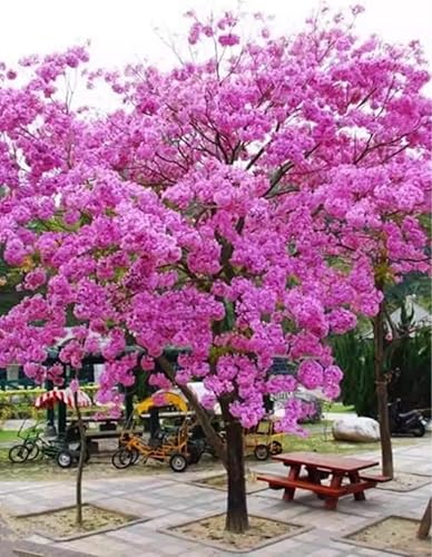 Miniatura 3 de 60 Semillas de Tabebuia Rosea Rosa Árbol de trompeta Handroanthus chrysotrichus Semilla de árbol con flores raras.
