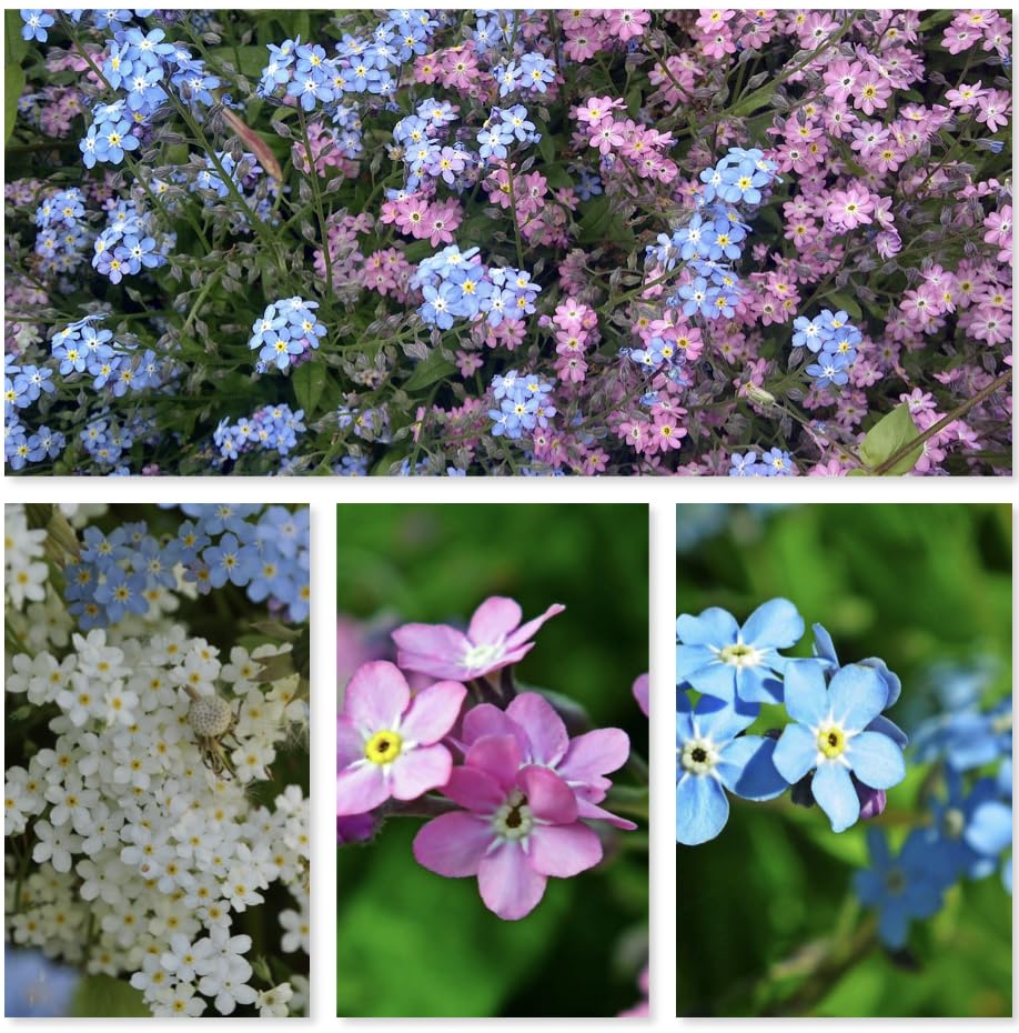 Forget Me Not Seeds Mixed Myosotis and Foxglove Flower Seeds,Mix Colors Wildlfower Native British (500 Grams)