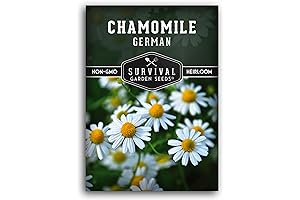 German Chamomile Seeds: Cultivate Harmony in Your Home Herb Garden