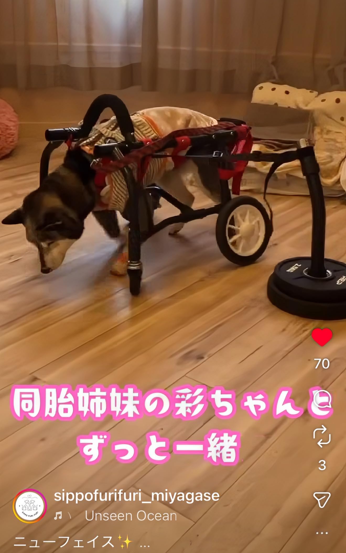 Amazon | Generative AXIS-GCU 犬用車椅子 旋回アタッチメント 老犬