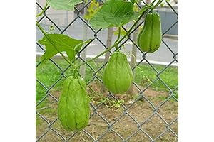 Flourishing Chayote Squash Rooted Plant: Cultivate Your Garden