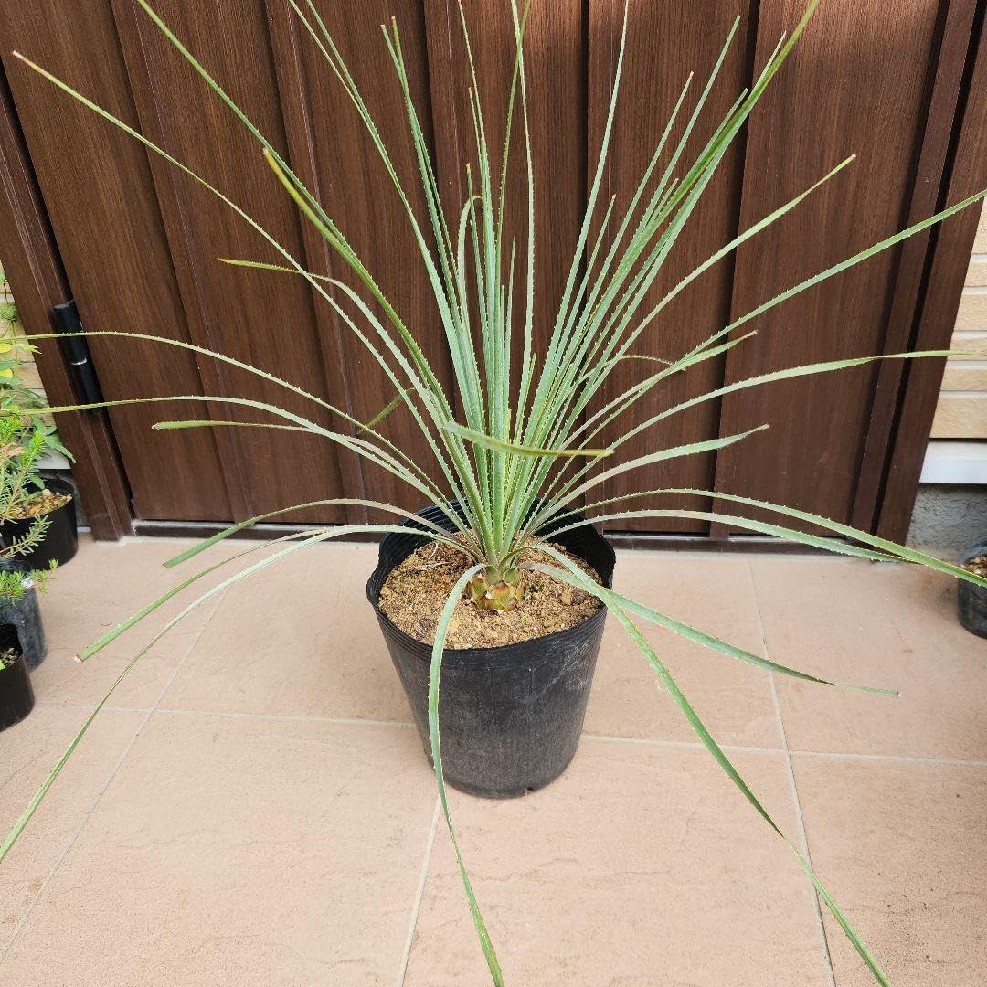 ユッカ ダシリリオン ロンギシマム