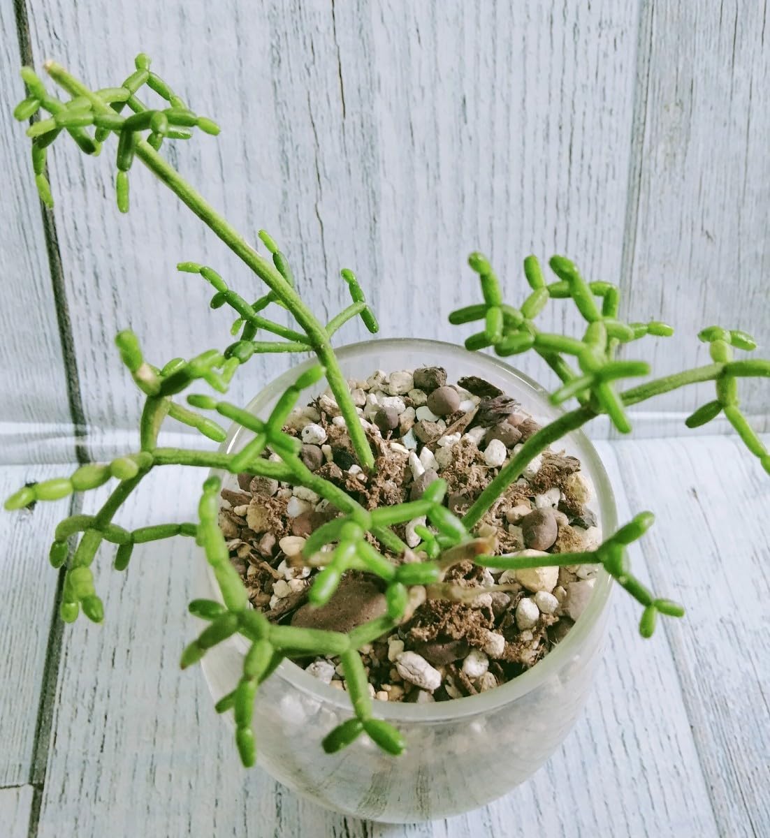 Amazon.co.jp: 青柳リプサリス 1株 抜き苗 根付き 多肉植物 : DIY Amazon.co.jp: 青柳リプサリス 1株 抜き苗 根付き 多肉植物 : DIY