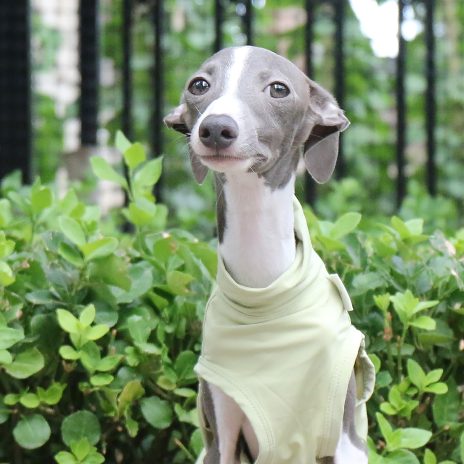 T-Shirt Lévrier Italien pour Chiens De Petite Et Moyenne Taille, Gilet D'été Léger Et Frais, Vêtements Whippet, Chemises Respirantes pour Animaux De Compagnie, Vêtements D'extérieur(Green,S)
