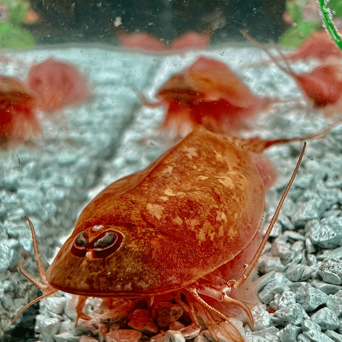 Triops Beni Kabuto EBI Albino - Grasso di allevamento ca. 300 uova