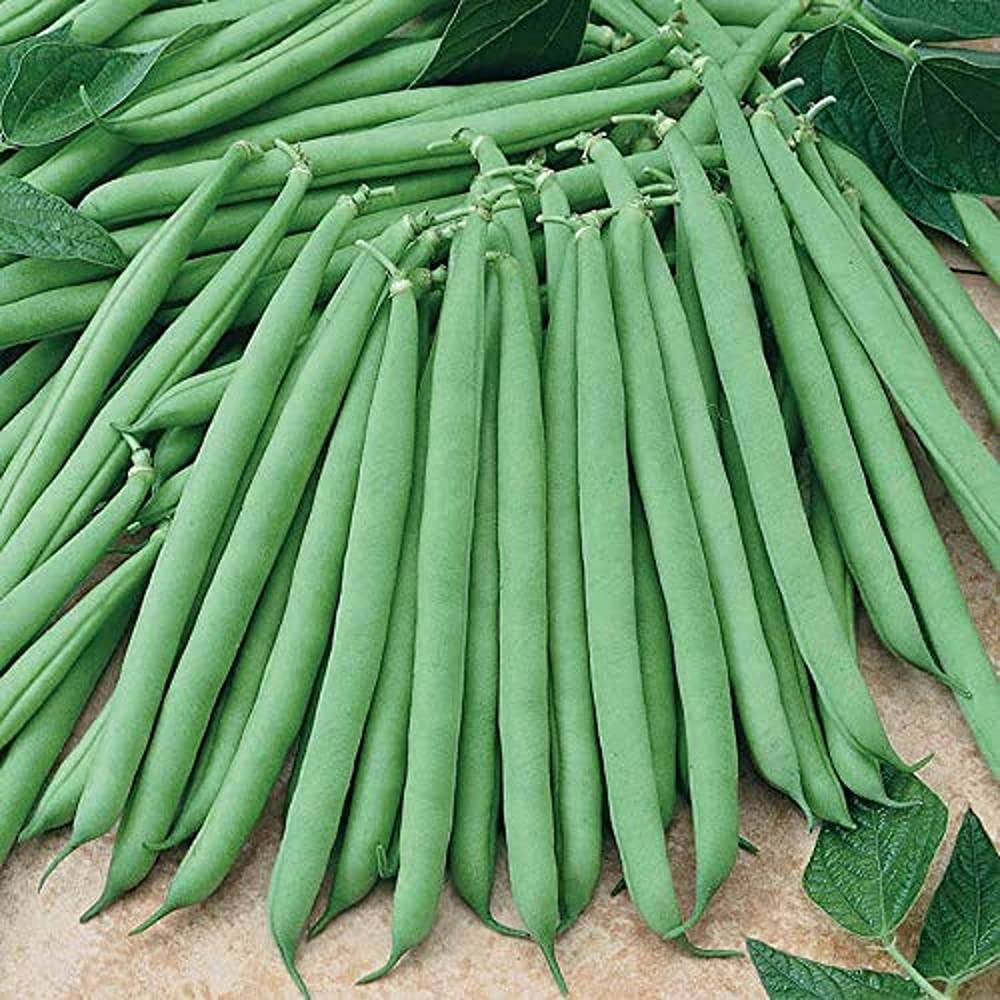 LIVE GREEN Vegetable Seeds | French Beans F1 Hybrid Seeds For Home Gardening (100 seeds pack),multi-color,LG-HBRD-FL1979 (B09BV4JBQS) Amazon Price History, Amazon Price Tracker