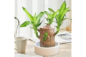 4-Inch Brazilian Indoor Bamboo Plant