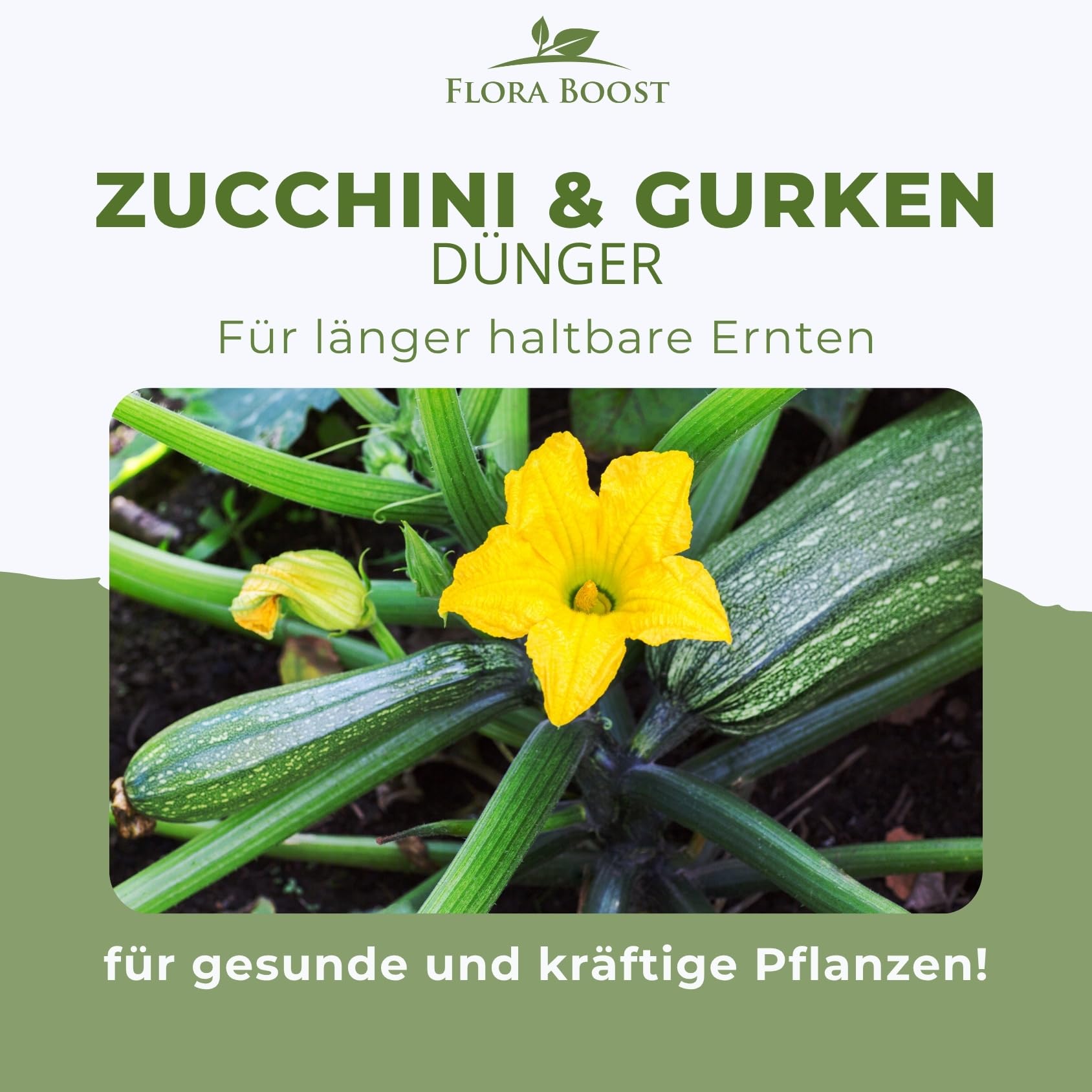 Flora Boost Gurken Zucchini Dünger Flora Boost 5000ml I Für bis zu 1000L Gießwasser I Gemüsedünger für Gurken & Zucchini I Flüssiger Blatt- & Wurzeldünger I 100% natürlicher Pflanzendünger