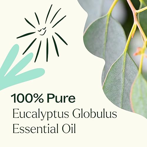 Miniatura 5 de Plant Therapy Aceite esencial Eucalyptus Globulus de 1.0 fl oz (1 oz) para difusor, piel, cabello, aromaterapia bricolaje y respiración clara, 100%