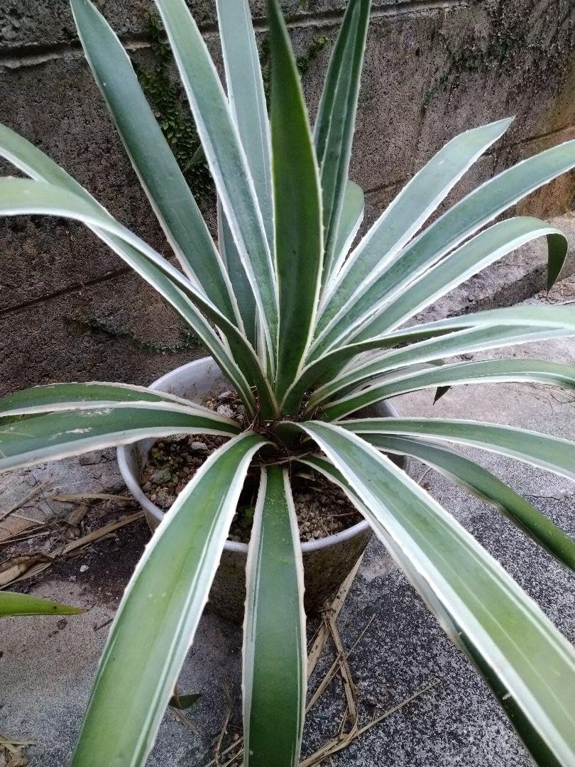 アガベ 華厳 抜き苗 ➀ KUMA【大株・抜き苗】アガベ 華厳 KUMA【大株・抜き