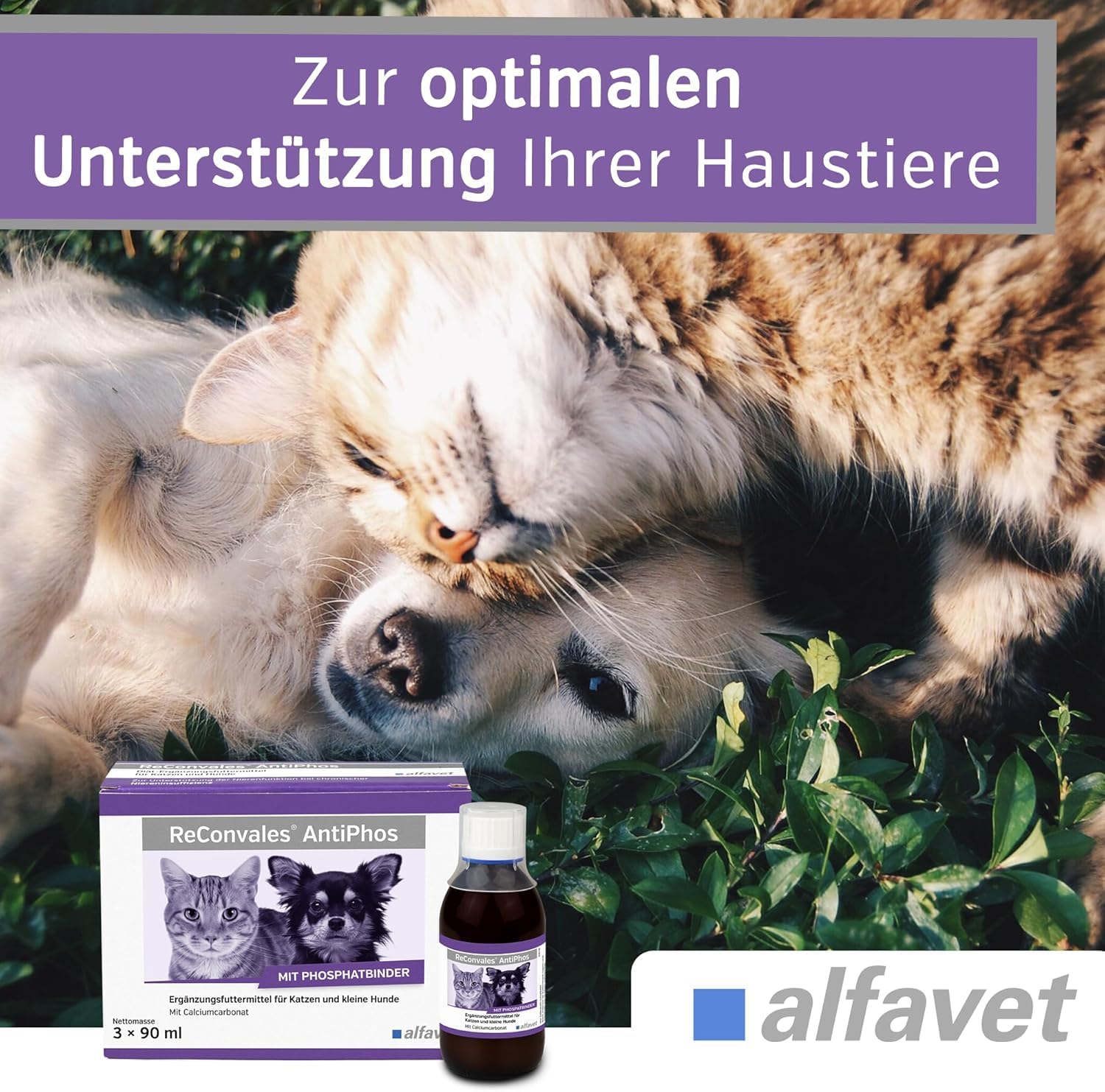 Alfavet ReConvales AntiPhos, zur Unterstützung der Nierenfunktion von Katzen und Hunden, Nahrungsergänzung mit Phosphatbinder, 3 x 90 ml Flaschen