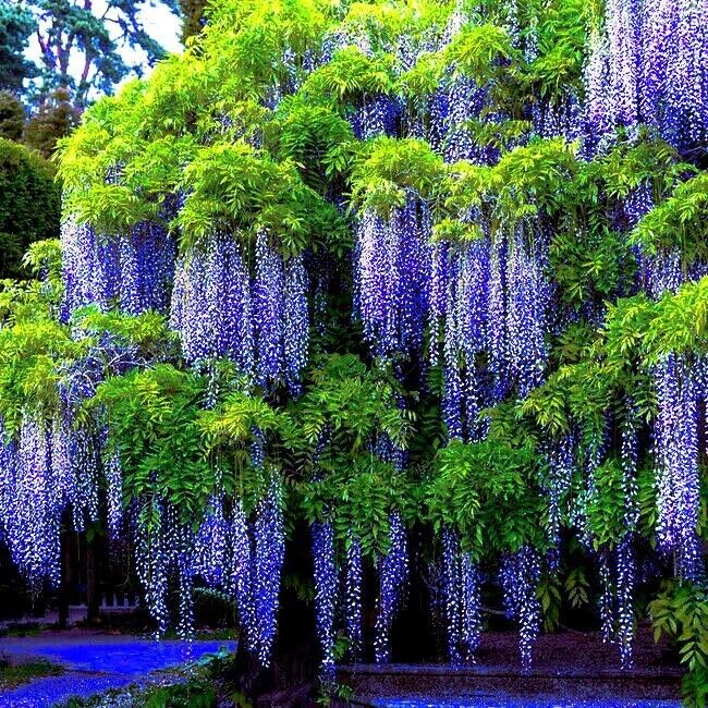 Amazon.com : 5 Seeds Chinese Blue Wisteria sinensis Tree Seeds