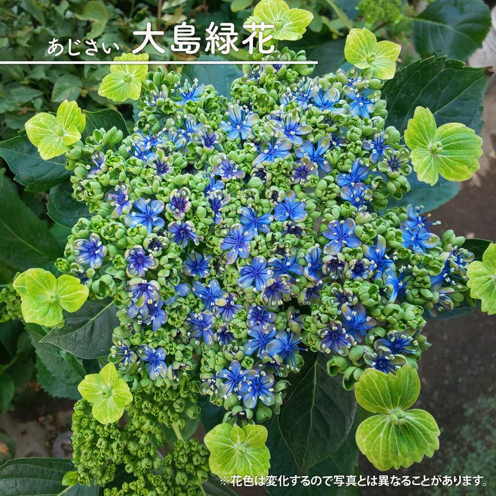 紫陽花の 約1メートル健康的な成長地植え・３ Amazon.co.jp: 紫陽花 アジサイ 【大島緑花】 3.5号ポット苗 【ハナ