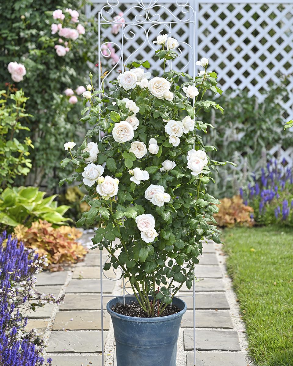 Amazon.co.jp: Rose Seedlings [Mahane] (New Seedling) Shrip Semi