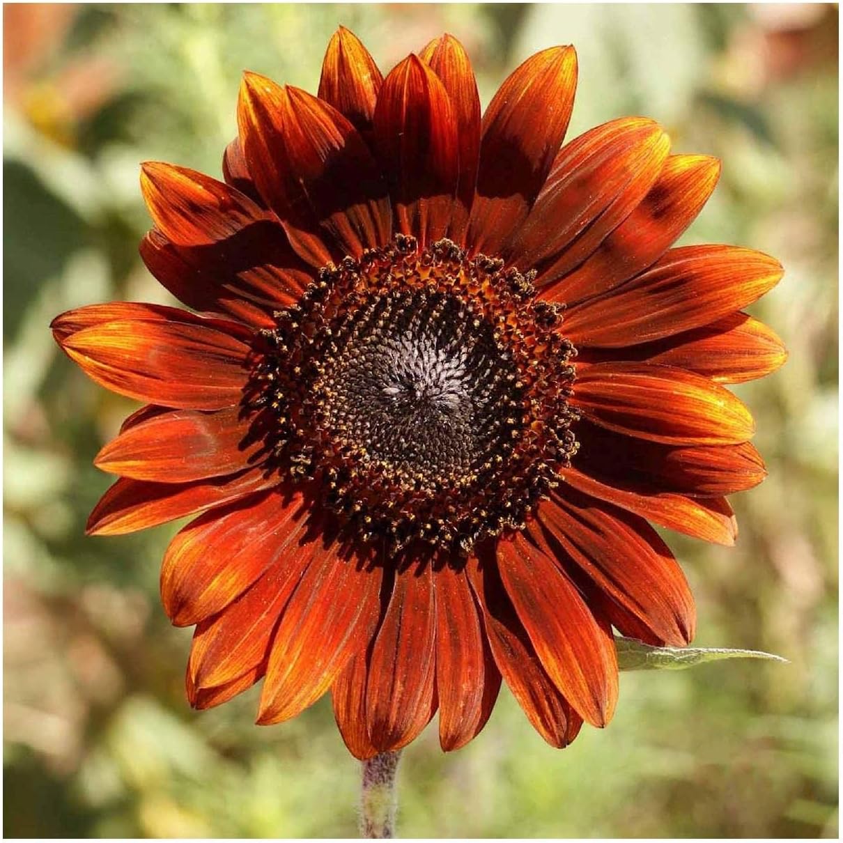 Everwilde Farms - 1 Lb Velvet Queen Sunflower Wildflower Seeds - Gold Vault