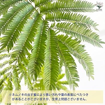 【ako5591 様】 エバーフレッシュ♪ 沖縄産◦太幹 122cm♪ ako5591 様】 エバーフレッシュ♪ 沖縄産◦太幹 122cm♪