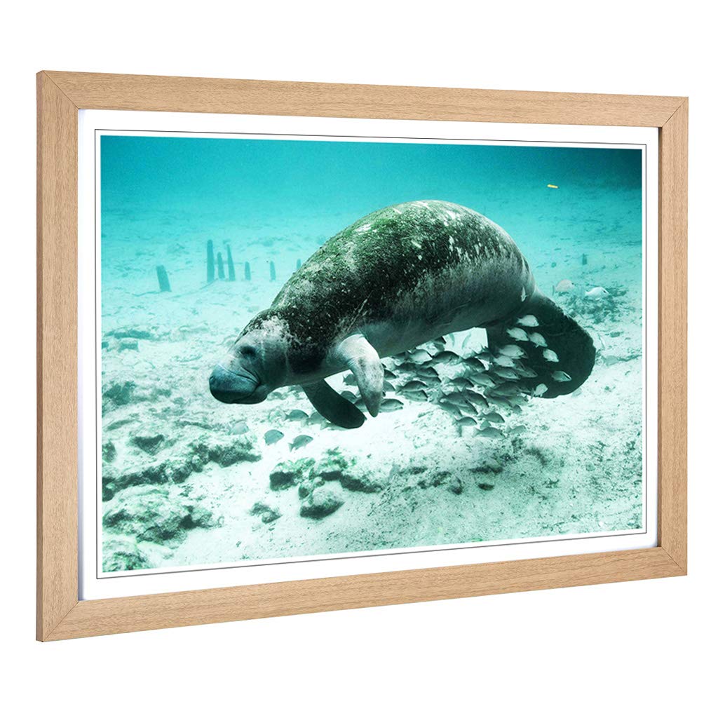 Big Box Art Framed Print of Manatee Design | Wall Art Picture | Home Decor for Kitchen, Living, Dining Room, Lounge, Bedroom, Hallway, Office, Oak, A2 / 24.5x18 Inch / 62x45cm