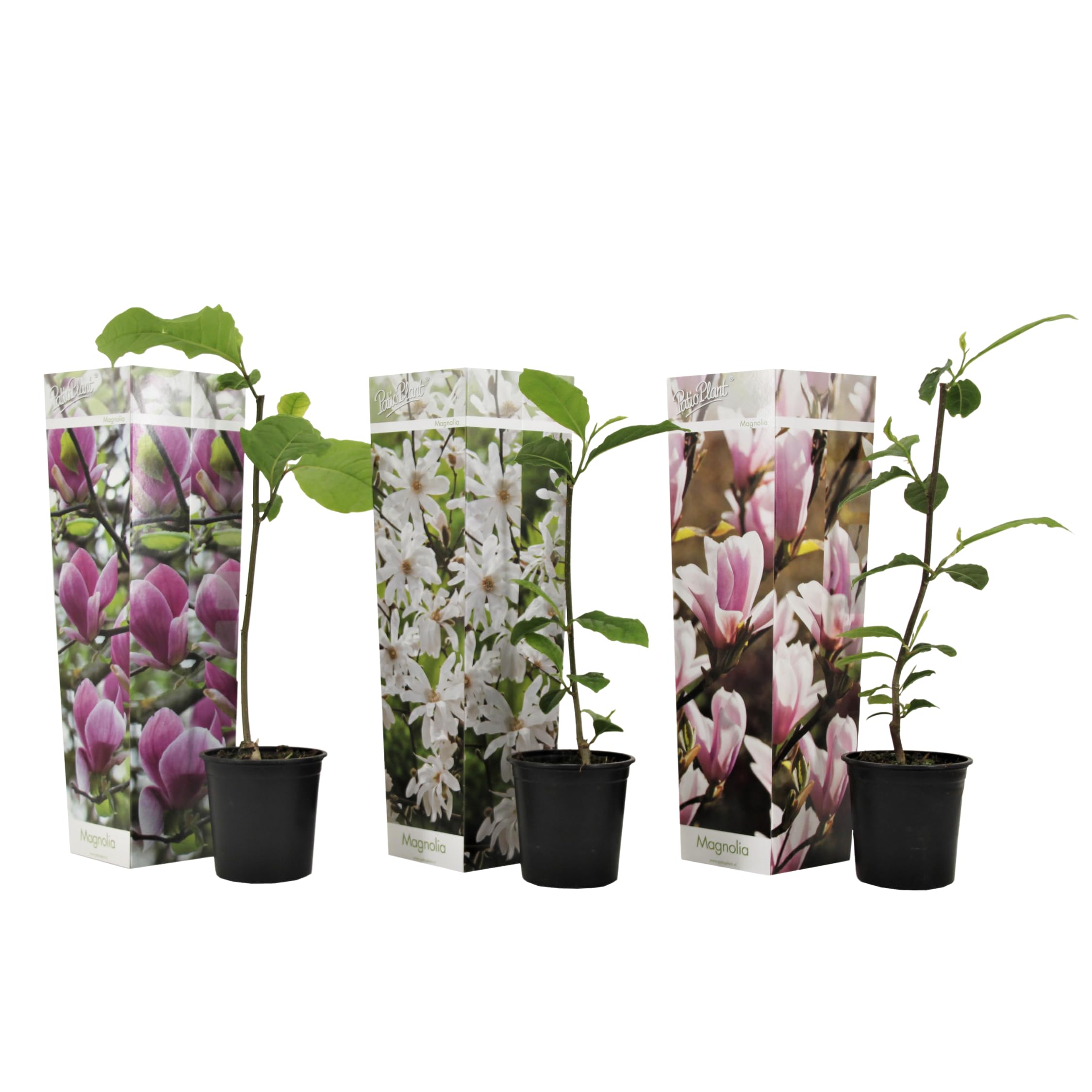 Plant in a Box - Magnolia - Mix di 3 - Magnolia Susan, Soulangeana, Stellata - Vaso 9cm - Altezza 25-40cm