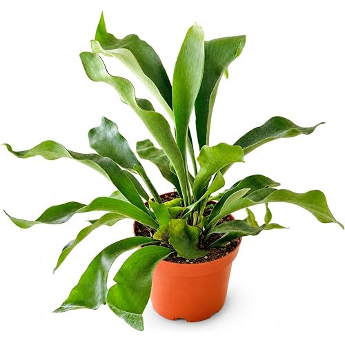 Shop Succulents - Live Indoor Staghorn Fern Houseplant, 6" Nursery Pot