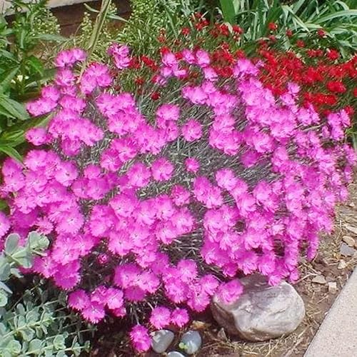 Miniatura 3 de QAUZUY GARDEN 100 Semillas Pink Dianthus Cheddar Pinks Carnation Sweet William Seeds Perenne Flower Heirloom Cubierta de suelo fácil de cultivar